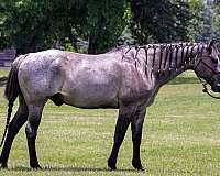 halter-quarter-horse