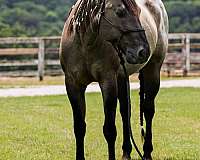 husband-safe-quarter-horse