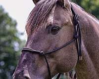 harness-quarter-horse