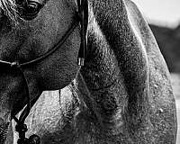 around-quarter-horse