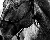 for-all-ages-gelding