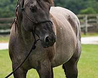 age-quarter-horse