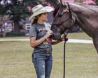 all-quarter-horse