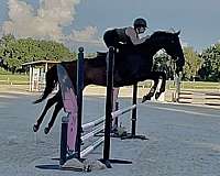 thoroughbred-mare