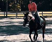 thoroughbred-horse-for-sale
