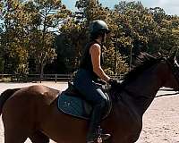 thoroughbred-horse
