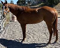 star-strip-snip-horse