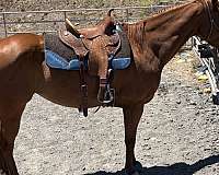 sorrel-star-strip-snip-horse