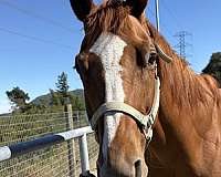 all-around-quarter-horse