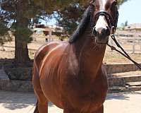 blaze-horse