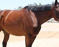 bay-blaze-horse
