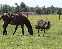 appaloosa-filly