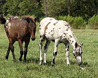 appaloosa-horse-for-sale