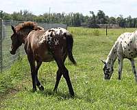 aphc-filly-weanling