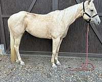 stripe-horse