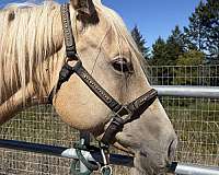 palomino-stripe-horse
