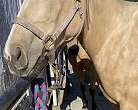 athletic-quarter-horse