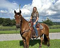 bathe-draft-horse