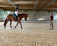 class-draft-horse