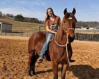clinics-draft-horse