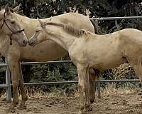 isabelo-ancce-colt