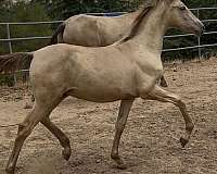 isabelo-colt-for-sale