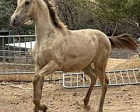 isabelo-andalusian-for-sale