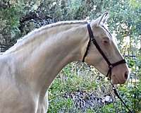 perlino-all-around-horse