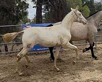 all-around-andalusian-horse