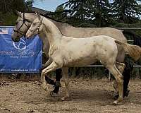 perlino-andalusian-filly