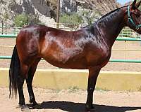 bay-mare-andalusian-horse
