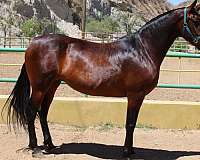 chicago-andalusian-horse