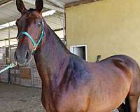 michigan-andalusian-horse