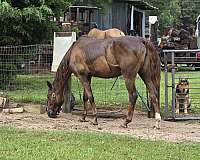 saddlebred-mare