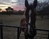 saddlebred-horse