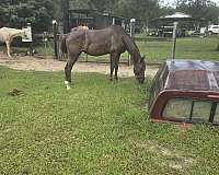 saddlebred-horse-for-sale