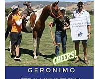 pinto-gelding