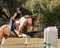 pinto-polo-pony