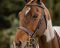 polo-pinto-pony