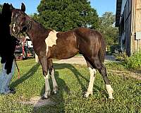 black-white-apha-aqha-colt-mare