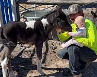 apha-aqha-colt-mare