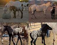gypsy-appaloosa-vanner-horse