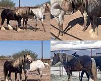 few-spot-gypsy-vanner-horse