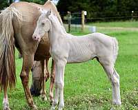 cremello-ancce-colt