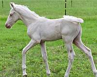 andalusian-colt