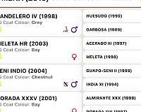 calificado-andalusian-horse