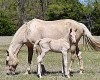 andalusian-palomino-colt