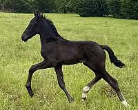 friesian-colt