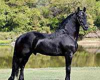 baroque-andalusian-friesian-horse