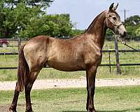 friesian-colt